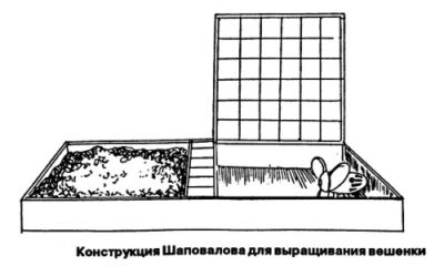 Качественное выращивание грибов в домашних условиях
