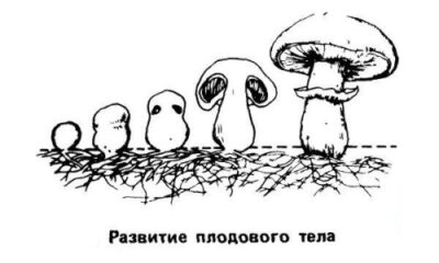 Технология выращивания шампиньонов в домашних условиях