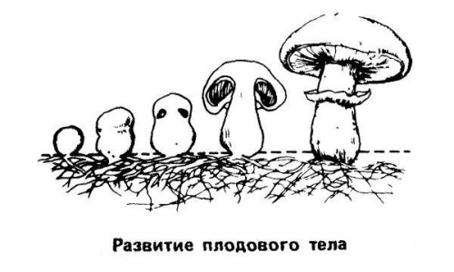 Технология выращивания шампиньонов в домашних условиях