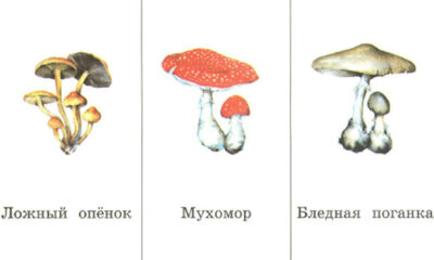 Опасно ли отравление бледной поганкой?