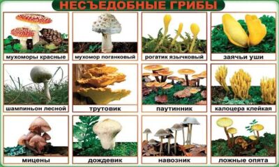 Самые распространенные несъедобные грибы