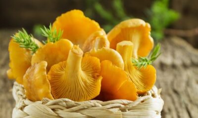 Какие жареные лисички лучше всего приготовить?