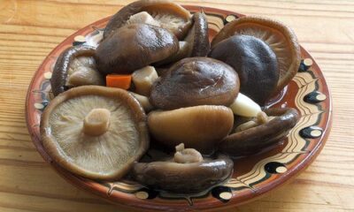 Можно ли солить лесные грибы в пластмассовом ведре?