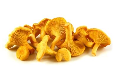 Лисички: лечебные свойства этих грибов
