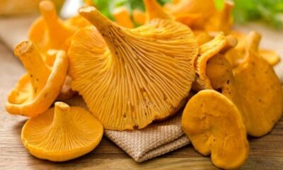 Какие бывают грибы лисички и где они растут