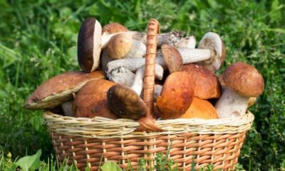 Сколько времени нужно варить подосиновики?