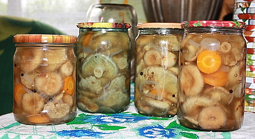 Маринование волнушек с морковью, луком и приправами