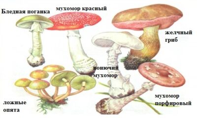 Основные представители самых ядовитых грибов