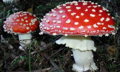 Использование мухомора красного в народной медицине